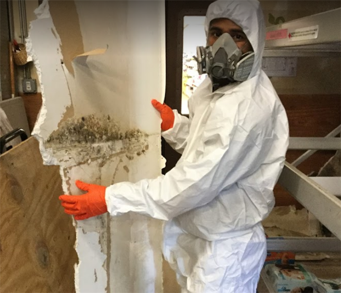 male employee in ppe holding piece of drywall with mold on it